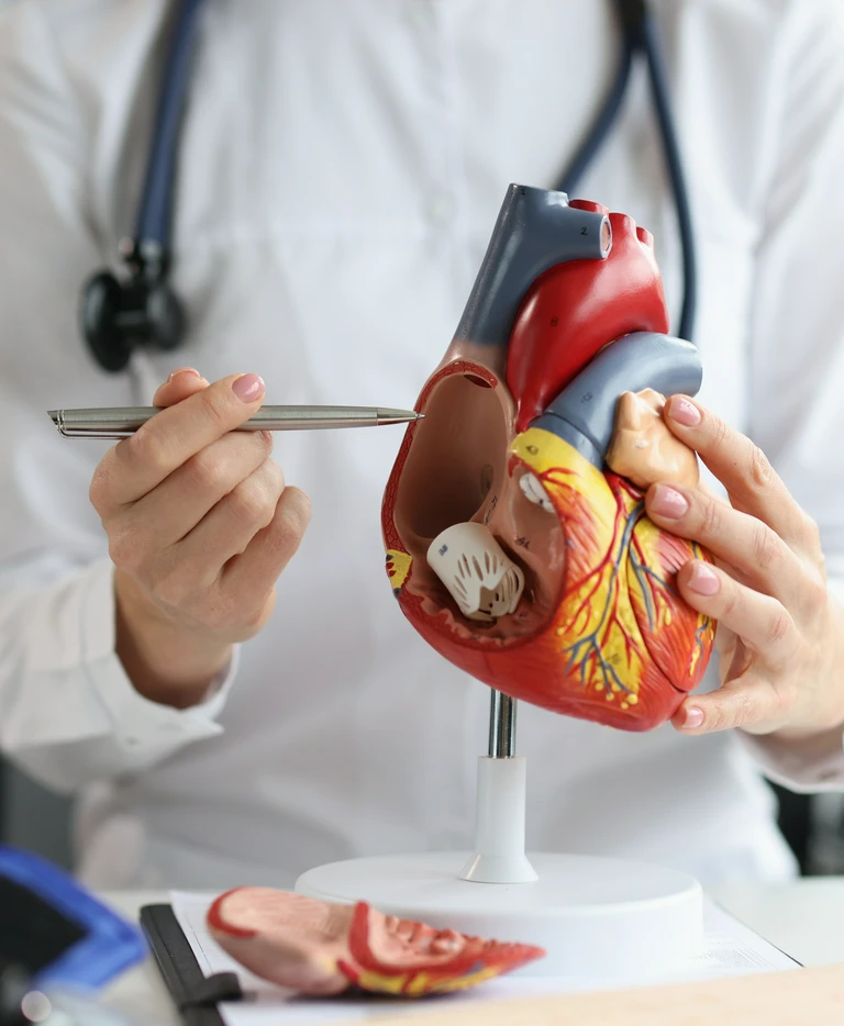 Model serca 3D, lekarka pokazująca komorę w&nbsp;sercu